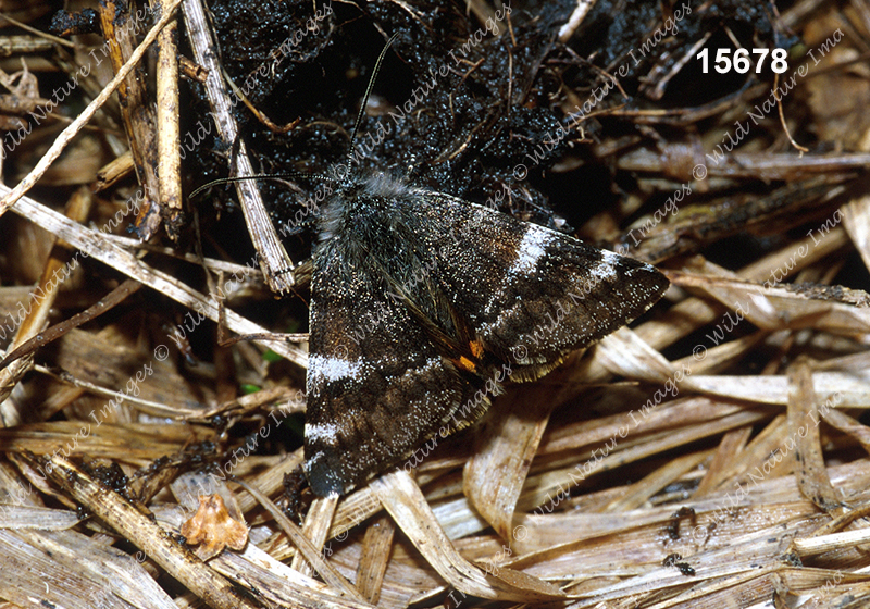 Catocala briseis